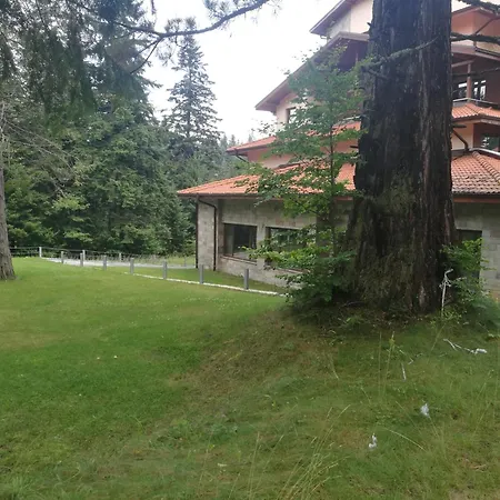 Mountain Sequoia Boroveț